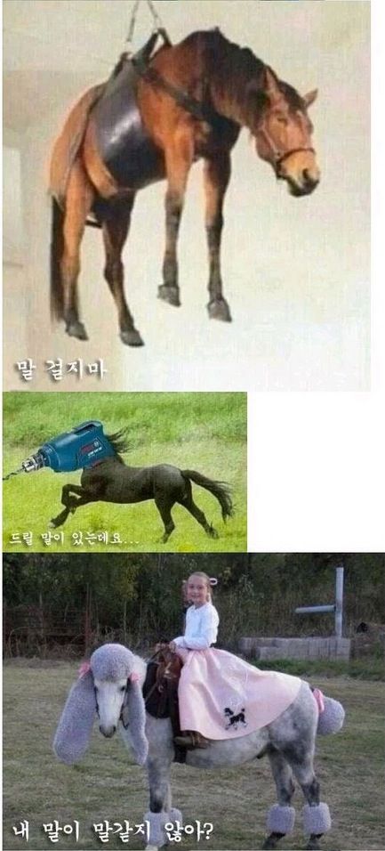 말띠해 기념 말개그.jpg