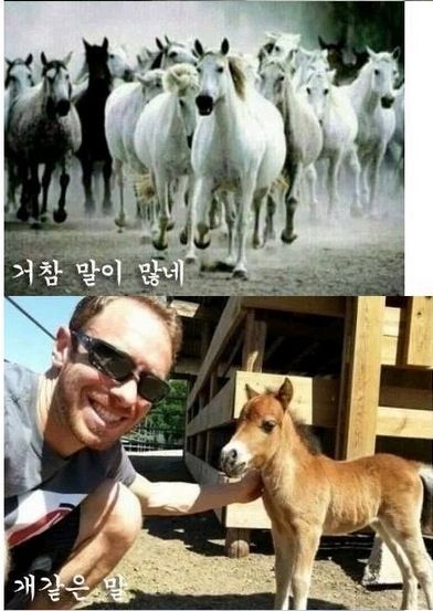 말띠해 기념 말개그.jpg