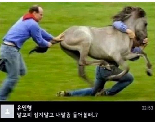 말띠해 기념 말개그.jpg