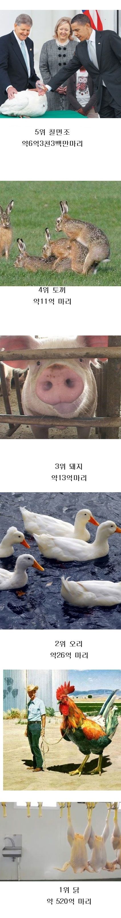 인간이 1년동안 잡아먹는 동물의 수.jpg