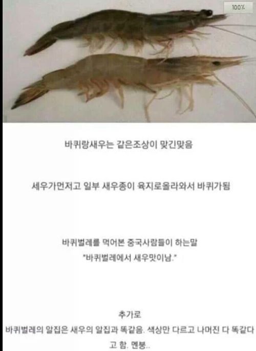 새우에 관한 진실?