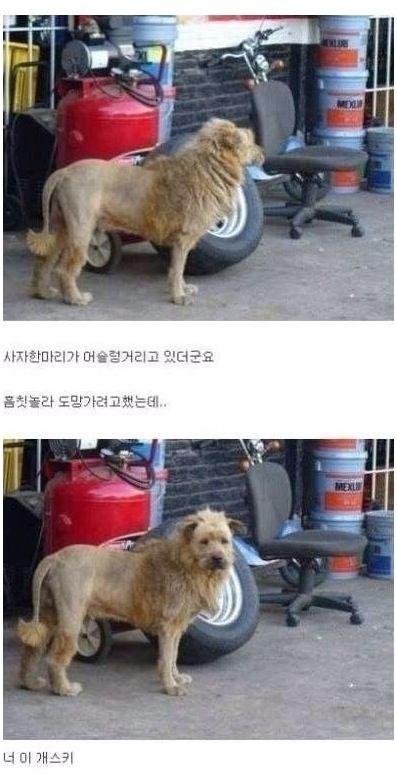 길거리에 사자가.jpg