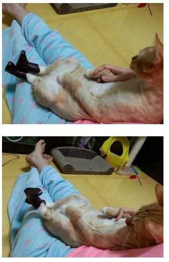 장화 신은 고양이.jpg