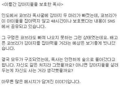 이틀간 강아지들을 보호한 독사