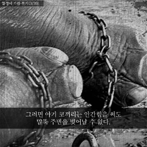 코끼리 말뚝 이론.jpg