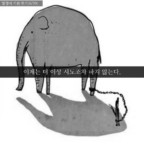 코끼리 말뚝 이론.jpg