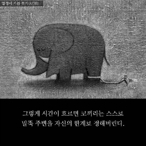 코끼리 말뚝 이론.jpg