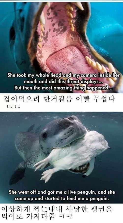 네셔널지오그래픽 레전드