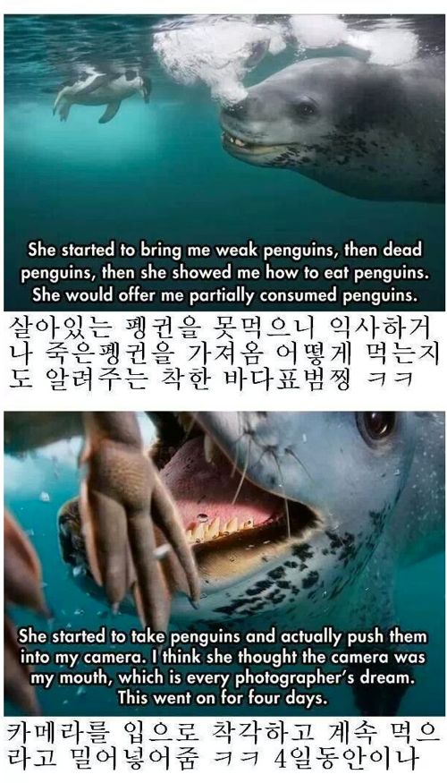 네셔널지오그래픽 레전드