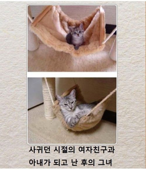 [스압]동물제목학원.jpg