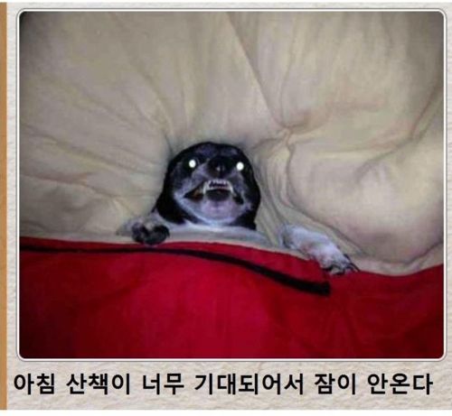 [스압]동물제목학원.jpg