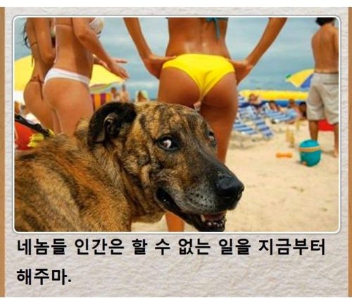 [스압]동물제목학원.jpg