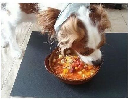 개가 사람보다 더 잘 먹음.jpg