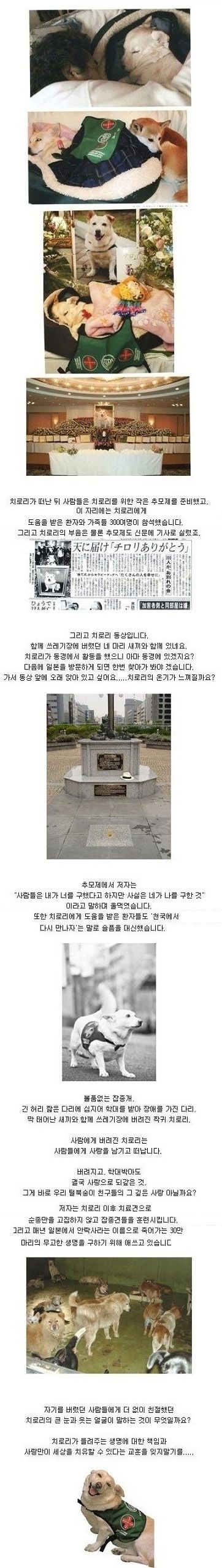 쓰레기장 유기견 치로리