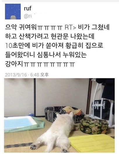 산책을 못가서 심통난 강아지.jpg