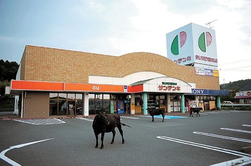 후쿠시마,죽음의 땅에 남겨진 동물들