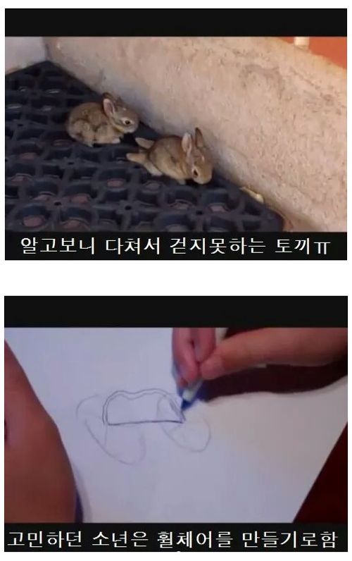 휠체어탄 토끼.jpg