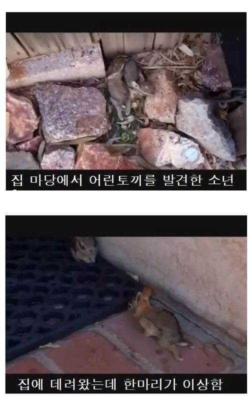 휠체어탄 토끼.jpg