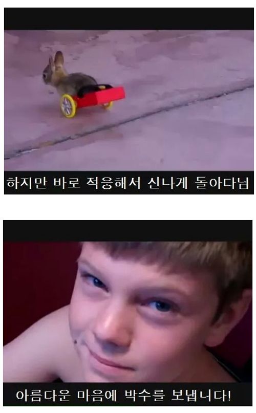 휠체어탄 토끼.jpg