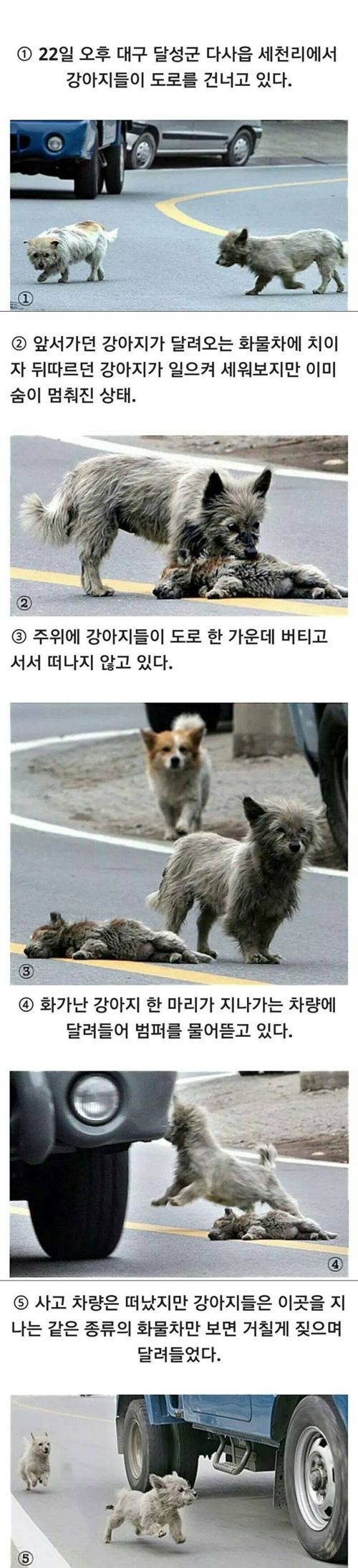 강아지들의 우정 .JPG