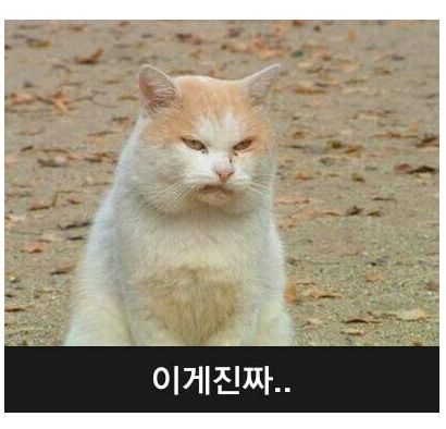 노루.jpg