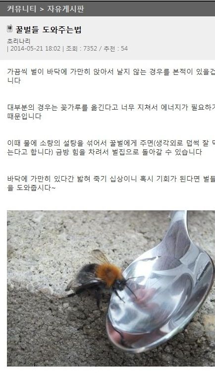 꿀벌을 도와주자