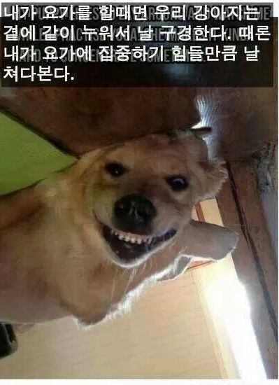 개를 사랑할 수밖에 없는 이유