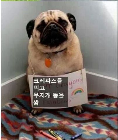 개를 사랑할 수밖에 없는 이유