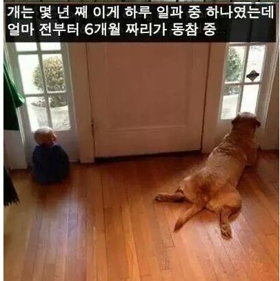 개를 사랑할 수밖에 없는 이유