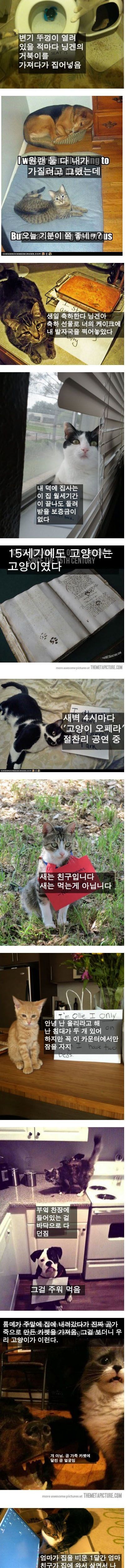 고양이의 죄목.jpg