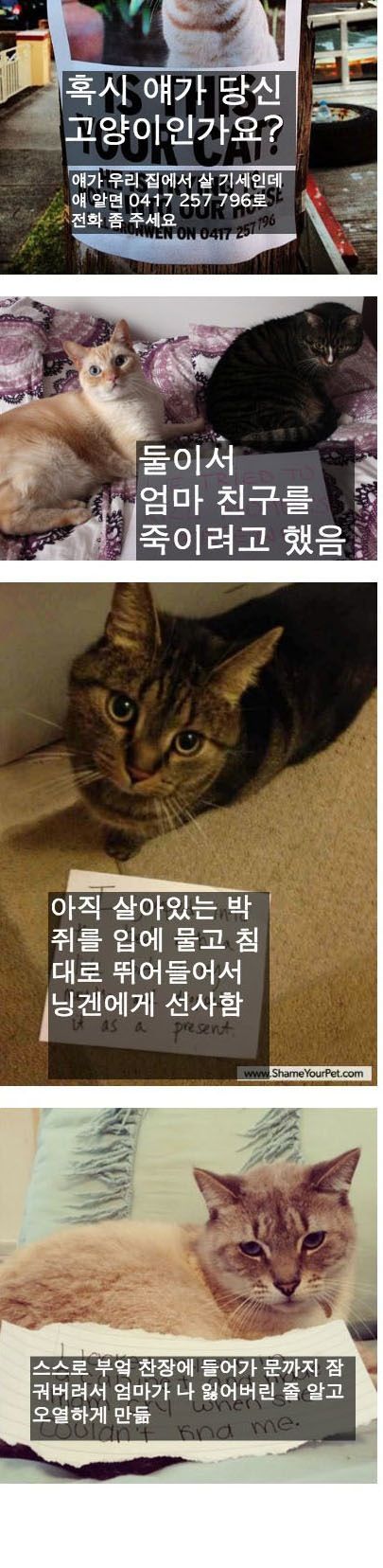 고양이의 죄목.jpg