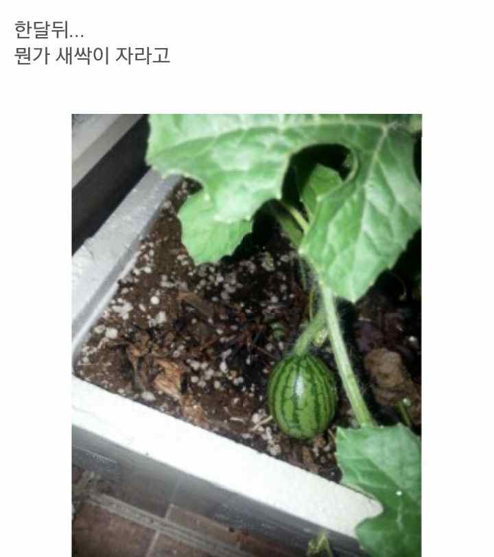 수박씨를 함부로 뱉으면.jpg