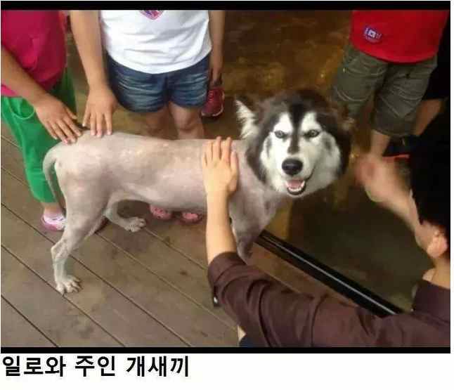 더워서 밀어줬어요~.jpg