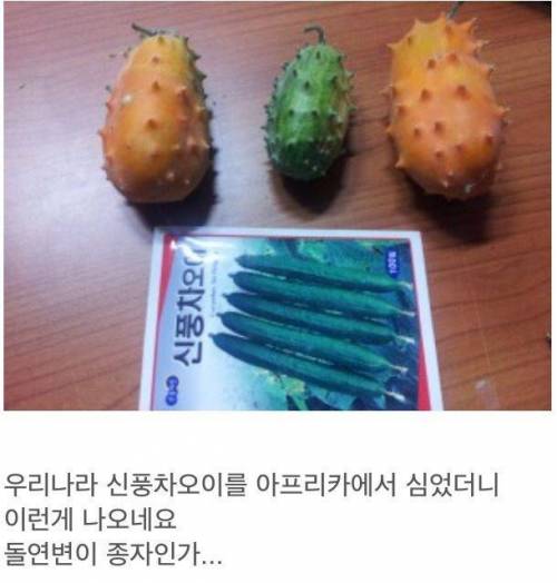 우리나라 오이를 아프리카에 심었더니