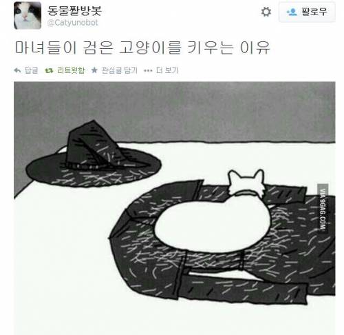 마녀들이 검은고양이를 키우는이유