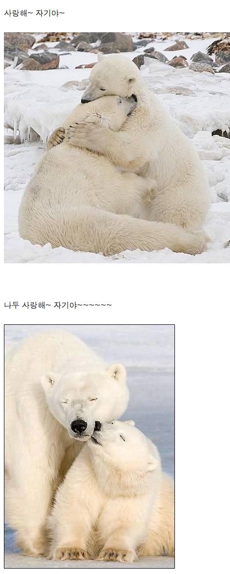 귀요미 북극곰.jpg