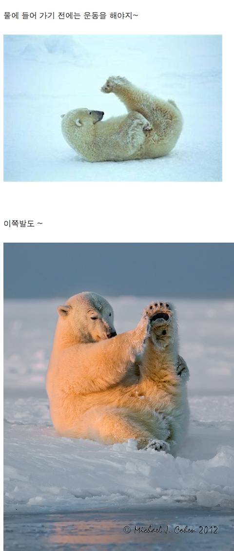 귀요미 북극곰.jpg