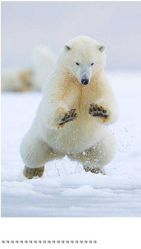 귀요미 북극곰.jpg