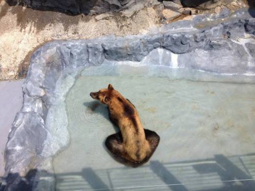 동물원 곰의 흔한 휴식자세.jpg
