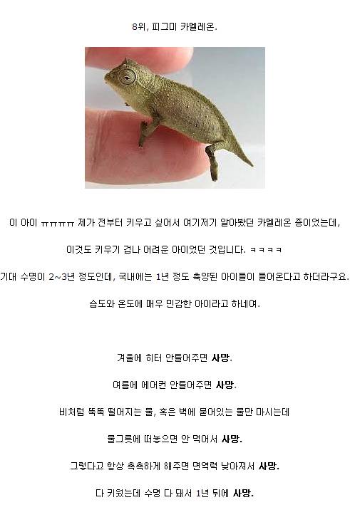 키우기 어려운 애완동물 순위