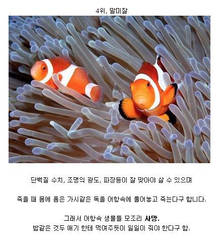 키우기 어려운 애완동물 순위