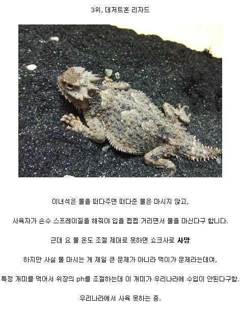 키우기 어려운 애완동물 순위