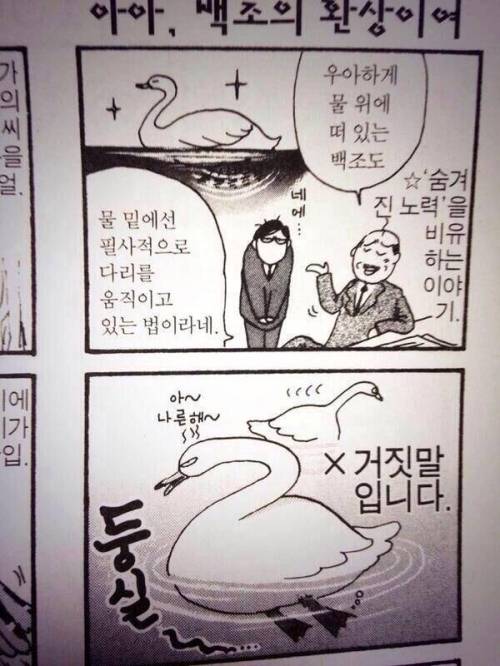 백조에 관한 오해.jpg