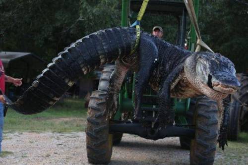 美서 잡힌 460kg 앨리게이터