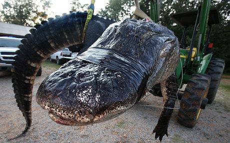 美서 잡힌 460kg 앨리게이터