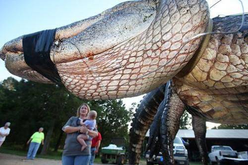 美서 잡힌 460kg 앨리게이터