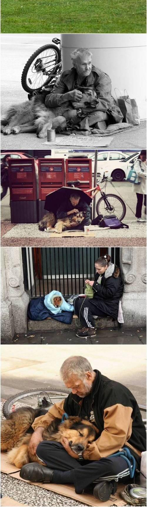 개는 능력에 관계없이 사람을 사랑한다