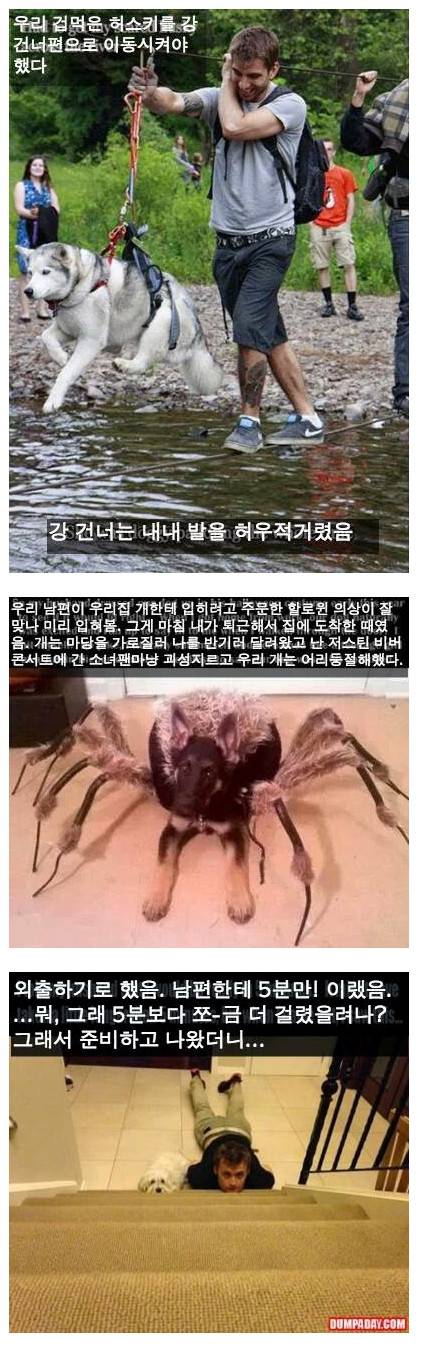 반려동물을 키우는 재미.jpg