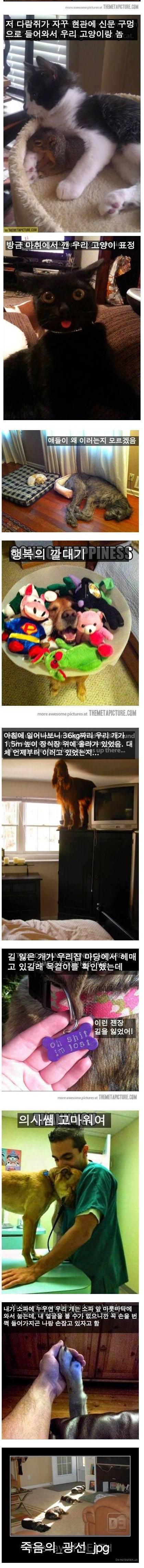 반려동물을 키우는 재미.jpg