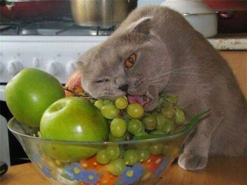 나! 고양이! 먹는다! 먹을거다!